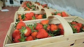 Lubelskie: Ile zarobi pracownik sezonowy w rolnictwie? Nauczycielki dorabiają na zbiorze truskawek