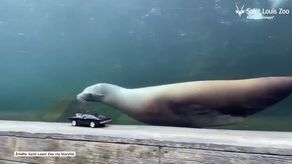 Lwy morskie z zoo w Saint Louis uwielbiają ścigać się… z samochodzikami