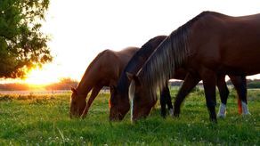 Z informacji portalu nocowanie.pl wynika, że obecnie największym wzięciem cieszą się kameralne obiekty, a do łask wracają gospodarstwa agroturystyczne