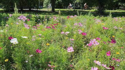 Będą nowe łąki kwietne w Łęcznej