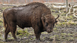 W Polsce żyją 1873 żubry, z czego aż 1635 na wolności