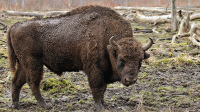 W Polsce żyją 1873 żubry, z czego aż 1635 na wolności