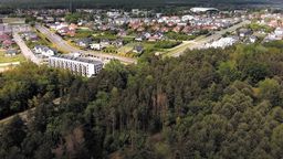 Leśnicy tłumaczą, że wycinka to jedyny sposób na walkę z kornikiem