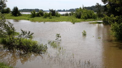 Wały przeciwpowodziowe w gm. Stężyca będą wzmacniane. W planach też pogłębienie starorzecza Wisły
