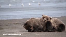 Niedźwiadki tulą się do siebie przez sen. Urocze?