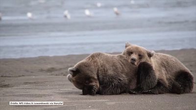 Niedźwiadki tulą się do siebie przez sen. Urocze?