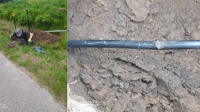 To dlatego zwykły znak drogowy był pod napięciem i poraził psa