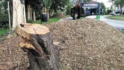 Przy ul. Zbożowej widać pozostałości ściętych drzew, fragmenty pni i zmielone gałęzie
