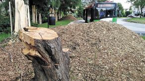 Przy ul. Zbożowej widać pozostałości ściętych drzew, fragmenty pni i zmielone gałęzie
