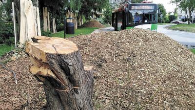 Przy ul. Zbożowej widać pozostałości ściętych drzew, fragmenty pni i zmielone gałęzie
