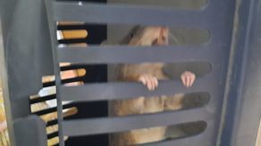 Lublin: Kolejny szczur wtargnął do tego samego mieszkania na Czechowie