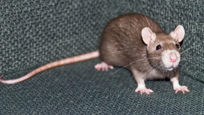 Lublin: Atak szczura w mieszkaniu na Czechowie. Mężczyzna trafił do szpitala