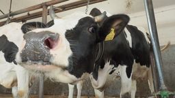 Ile ma pan cieląt? A ile wyrabia masła? Badania statystyczne rolników