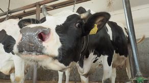 Ile ma pan cieląt? A ile wyrabia masła? Badania statystyczne rolników