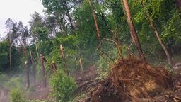 Drzewa łamały się jak zapałki. Krajobraz po burzy w powiecie ryckim