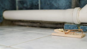 – Straszny jest wysyp szczurów w tym bloku – mówi sąsiad pogryzionego mężczyzny. On sam ma w łazience pułapkę na gryzonie, którą zastawił pod umywalką. Obok niej szczury zrobiły dziurę w ścianie