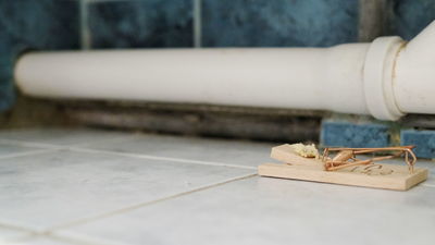 – Straszny jest wysyp szczurów w tym bloku – mówi sąsiad pogryzionego mężczyzny. On sam ma w łazience pułapkę na gryzonie, którą zastawił pod umywalką. Obok niej szczury zrobiły dziurę w ścianie