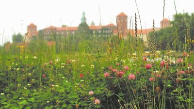 Nieskoszony pas trawnika w centrum Krakowa