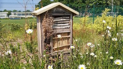 Łąki kwietne w Puławach zakwitną w nowych miejscach