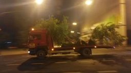 Zastępca prezydenta Lublina: Nie zostanie wstrzymane przesadzanie drzew na ul. Lipowej