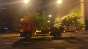 Zastępca prezydenta Lublina: Nie zostanie wstrzymane przesadzanie drzew na ul. Lipowej