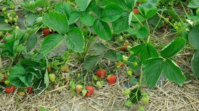 Lubelskie: W tych miejscach kupisz owoce taniej, prosto z pola. Ale musisz sam sobie nazbierać