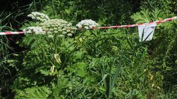 Zalew parzącego barszczu w Lublinie