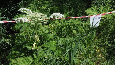 Zalew parzącego barszczu w Lublinie