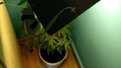 23-latek hodował w domu marihuanę. Miał też przy sobie amfetaminę