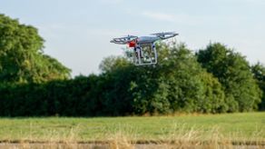 Strażacy z Zamościa czegoś takiego z drzewa jeszcze nie ściągali