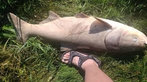 Straszny widok nad stawem w Sernikach. Mnóstwo śniętych ryb w wodzie i na brzegu