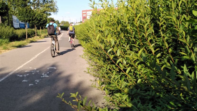 Tak wyglądała wczoraj droga rowerowa wzdłuż ul. Jana Pawła II. – Również ona zostanie oczyszczona z roślinności – deklaruje Urząd Miasta