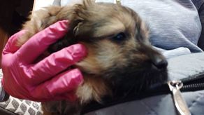 Odebrany rodzinie szczeniak.