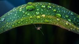 Instrukcja obsługi komara. "Komarzyce, które nas kłują wylęgły się z jaj złożonych nawet kilka lat temu"