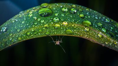 Instrukcja obsługi komara. "Komarzyce, które nas kłują wylęgły się z jaj złożonych nawet kilka lat temu"