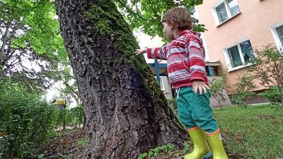 Jedno z drzew przeznaczonych do wycinki przy ul. Harnasie 3 