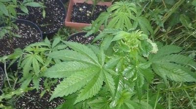 Odnalezione przez policjantów sadzonki. 