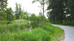 Szczebrzeszyn ma ścieżkę wśród trzcin [zdjęcia]