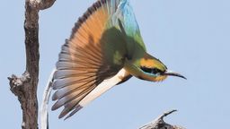 Ciepłolubne gatunki, jak żołna, jerzyk czy bocian biały już w końcu sierpnia wyruszą na wędrówkę do Afryki