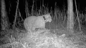 Horaj podchodzący do ukrytej pod ściółką i trawą zdobyczy