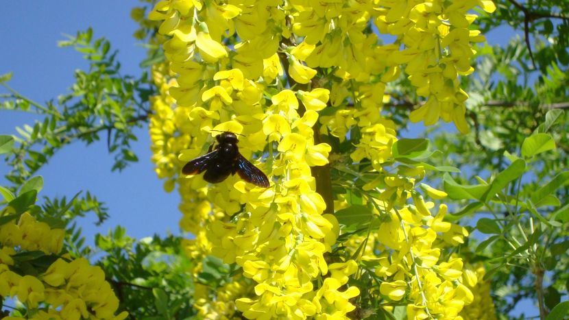 Czarne pszczoły są zapylaczami. Nie produkują miodu i nie ma wśród nich podziału na kasty, czyli na królową i robotnice