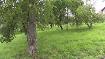 Podczas burzy ojciec z synem schowali się pod drzewem. Uderzył w nich piorun