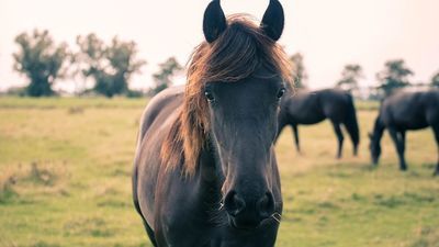 Lubelskie: Padły koń najpierw zakopany, potem odkopany. Co się wydarzyło?