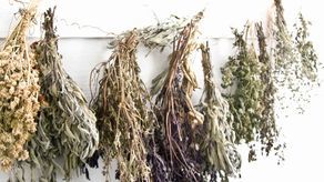 Wonny świat ziół na warsztatach towarzyszących Jarmarkowi Jagiellońskiemu. Dziś ruszają zapisy