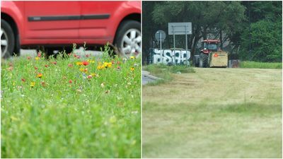 Czytelniczka martwi się o miejską zieleń w Lublinie. Ratusz: Skoszono dziką roślinność