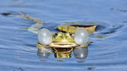 Chmary komarów to nie plaga, ale normalny cykl związany z wilgotnym początkiem lata