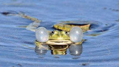 Chmary komarów to nie plaga, ale normalny cykl związany z wilgotnym początkiem lata