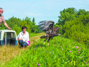 Bieliki są gatunkiem wodnym, polującym najczęściej w pobliżu rzek. Ich rozpiętość skrzydeł może wynieść w przypadku samic nawet do 2,4 m, zaś samców do 2,2 m