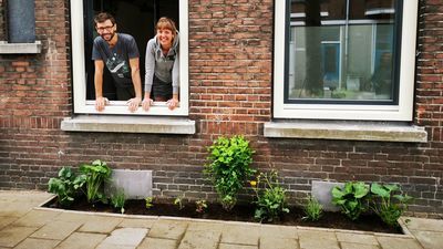 Ogródki fasadowe w Rotterdamie