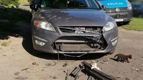 Samochód uszkodzony przez psy 